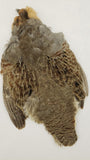 Hungarian Partridge Skin