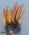 Coq De Leon