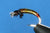 Liquid Lace - Large - Stretch tubing (chironomids and ribbing)
