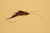 Liquid Lace - Stretch tubing (chironomids and ribbing)