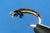 Liquid Lace - Stretch tubing (chironomids and ribbing)