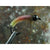 Nymph body - Catgut CG08 - Red